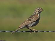 Vesper Sparrow