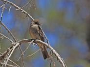 Western Wood-pewee