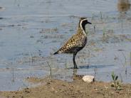 Pacific Golden-Plover