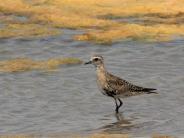 American Golden-plover 