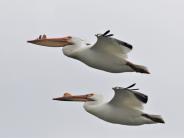 American White Pelican