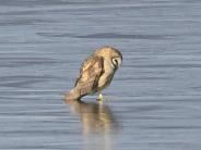 Barn Owl