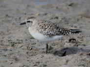 Black-bellied Plover