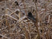 Black Phoebe