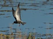 Black Tern