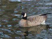 Cackling Goose