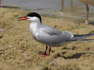 Common Tern