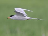 Forster's Tern