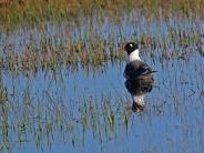 Franklin's Gull