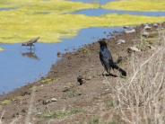 Great Tailed Grackle