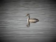 Horned Grebe