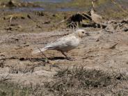 Leucistic Brewers Blackbird