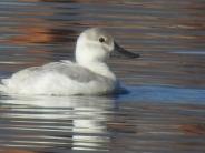 Leucistic Ruddy Duck