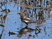 Leucistic Yellow-Headed Blackbird