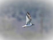 Little Gull