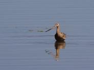 Marbled Godwit