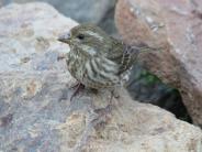 Purple Finch