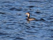 Red-necked Grebe