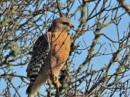 Red-Shouldered Hawk