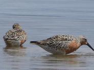 Red Knot