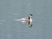 Red-necked Grebe