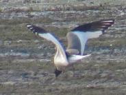 Sabine's Gull