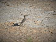 Sage Thrasher