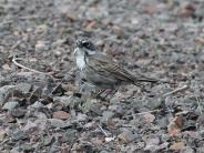 Sagebrush Sparrow