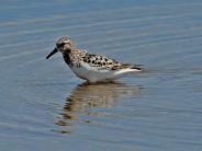 Sanderling