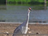 Sandhill Crane