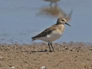 Semi-palmated Sandpiper