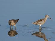 Short-billed Dowitcher