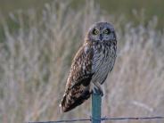 Short-eared Owl