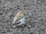 Snowy Bunting