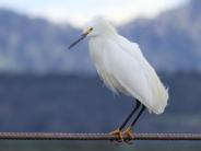 Snowy Egret