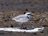 Snowy Plover