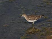 Solitary Sandpiper