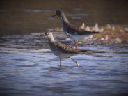 Stilt Sandpiper