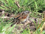 Swamp Sparrow