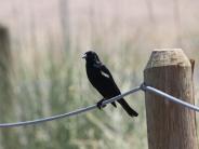 Tricolored Blackbird