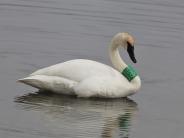 Trumpeter Swan