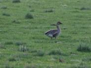 Tundra Bean-Goose