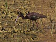 White-faced Ibis