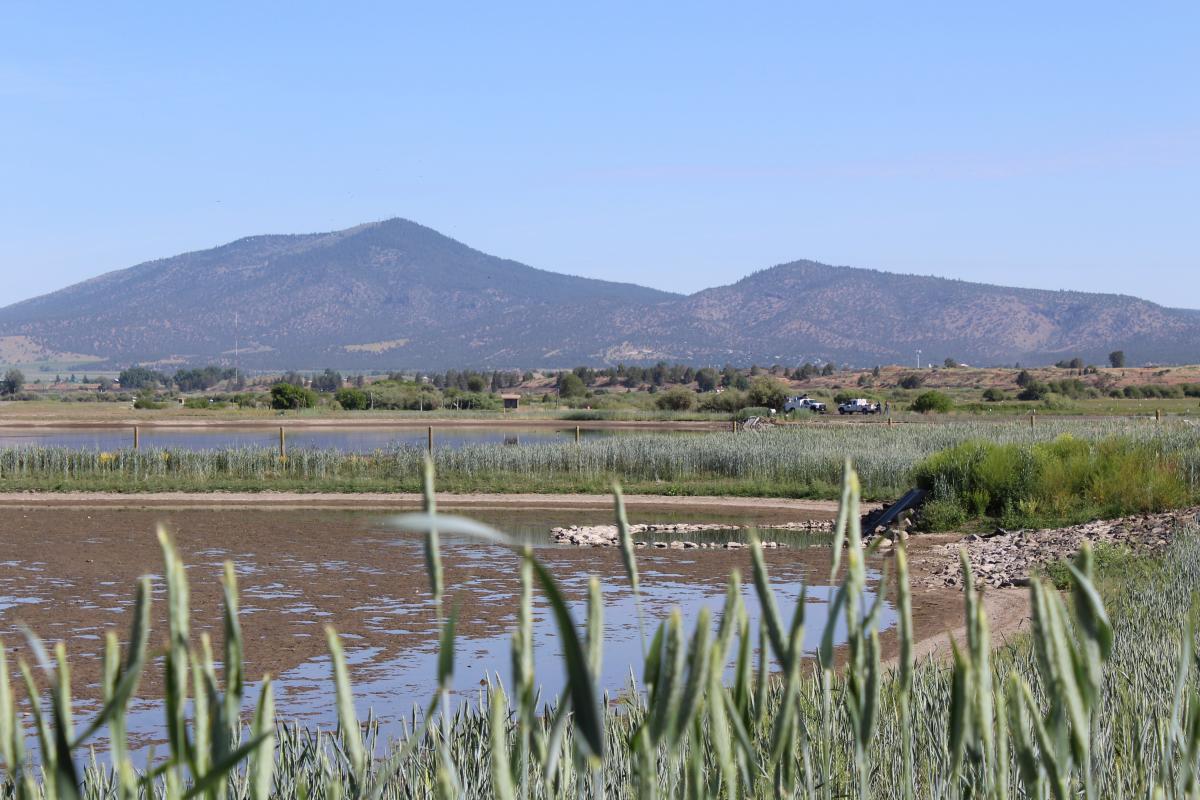 Wetlands with Mountain View